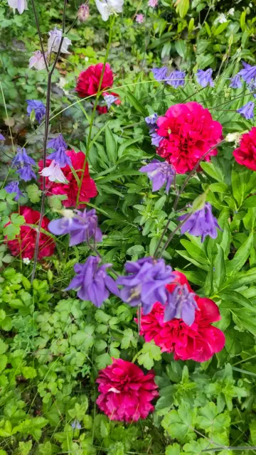 Peony and Akelei