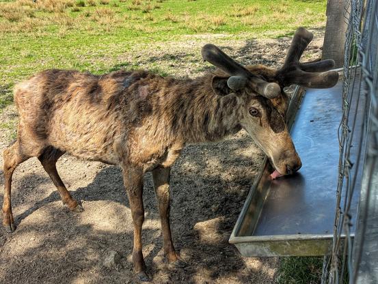 A shaggy brown red deer with velvet antlers licks pellets from a metal feeding trough next to a fence in a grassy enclosure. The deer appears to be shedding its winter coat and has some patches of thinner fur.