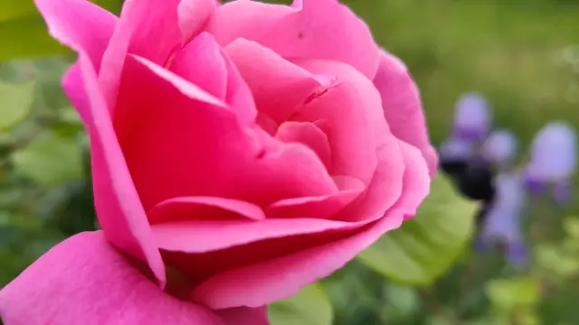 Pink tearose