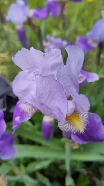 Purple iris