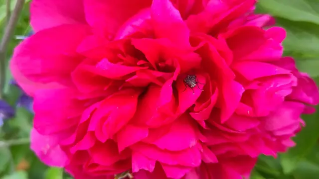 Red peony with stinkbug