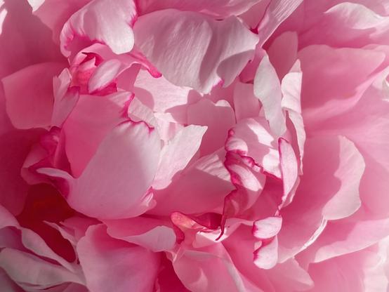 Rosa Pfingstrose.