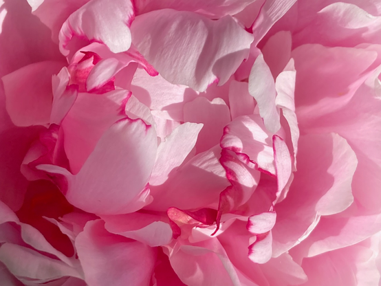 Blick in eine rosa Pfingstrosenblüte.