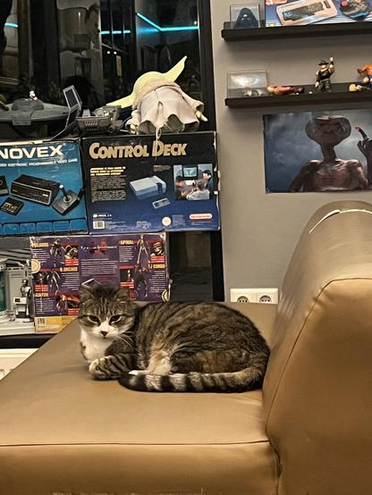 Photo of Arcade Hotel cat surrounded by old consoles and an E.T. poster in the back
