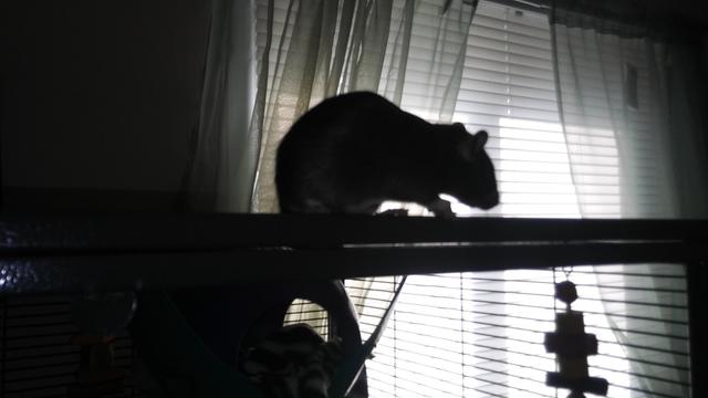 A silhouette of a rat perched atop their cage in a dark room.