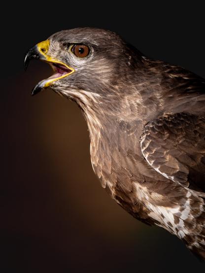 𝗣𝗶𝗰𝘁𝘂𝗿𝗲 𝗗𝗲𝘀𝗰𝗿𝗶𝗽𝘁𝗶𝗼𝗻 (𝗘𝗻𝗴): Common buzzard seen in profile screeching, against a dark background.

𝗗𝗲𝘀𝗰𝗿𝗶𝗽𝗰𝗶𝗼́𝗻 (𝗘𝘀𝗽): Ratonero visto de perfil mientras chilla, contra un fondo sombrío.