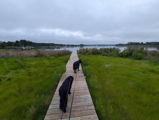 Photo of a grey drizzly humid morning on Harris Creek, sun is behind a low grey cloud deck, bright in thinning patches. Marsh is riotously green. Creek water is rippled with small waves and raindrops.
In the foreground Miles and Jon two black Flat-Coated retrievers stroll down the wood walk in hopes of spotting interesting waterfowl.