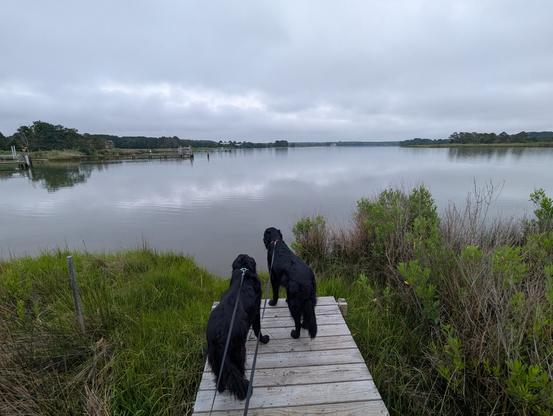 Photo of a grey drizzly humid morning on Harris Creek, sun is behind a low grey cloud deck, bright in thinning patches. Marsh is riotously green. Creek water is rippled with small waves and raindrops.
In the foreground Miles and Jon two black Flat-Coated retrievers stand on the wood walk looking out for interesting waterfowl.