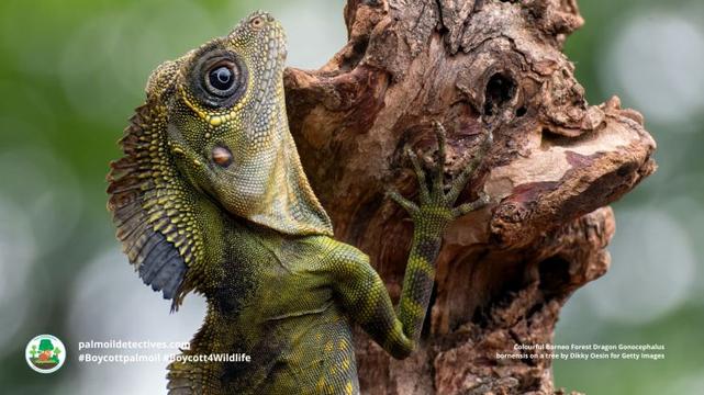 Borneo Forest Dragon by Dikky Oesin (2)