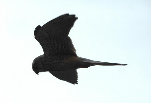 Hovering kestrel from side. Dark against sky.