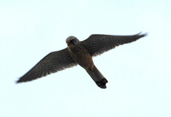 Hovering kestrel from below. Dark against sky but speckles visible on breast, dark tear marks under eye and yellow what's-it-called on beak.