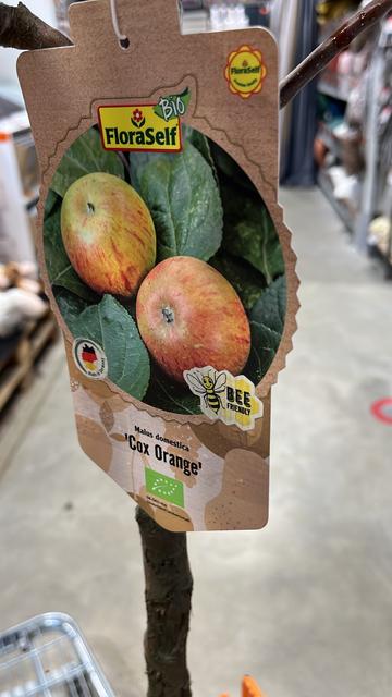 Image of a plant tag labeled "FloraSelf" featuring two apples and the name "Cox Orange." The tag includes information that it's a variety of Malus domestica, is marked as organic (Bio), and highlights its bee-friendly attributes.
