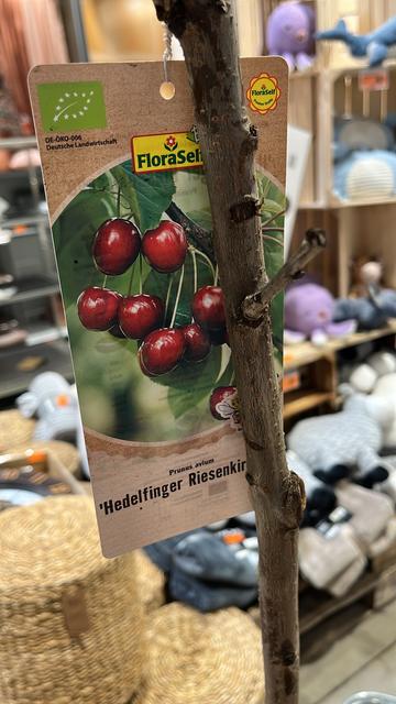 A plant label attached to a slender branch, featuring an illustration of red cherries. The label includes the name 'Hedelfinger Riesenkin,' the scientific name 'Prunus avium,' and various product branding details.