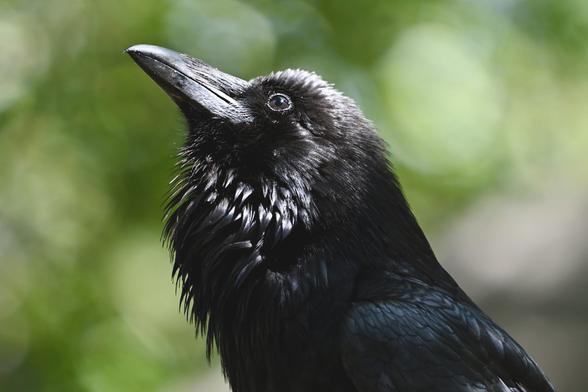 A close-up image of a Common raven looking upward toward the sunlight against a blurred green background.