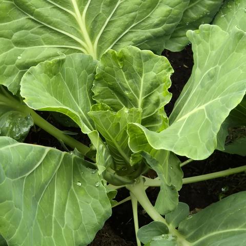 #spitskool op het #kippenveldje gaat nog steeds niet dood ondanks al die stikstof in de grond #moestuingeluk #moestuin in het mooie #drenthe