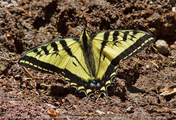Yellow butterfly with black stripes from the leading edge of the triangular shaped wings; trailing edge of wings have broad black border; at the "tail" are two blue spots and two tiny red spots; butterfly is sitting on the textured, brown ground with wings spread.
©BosqueBill.com