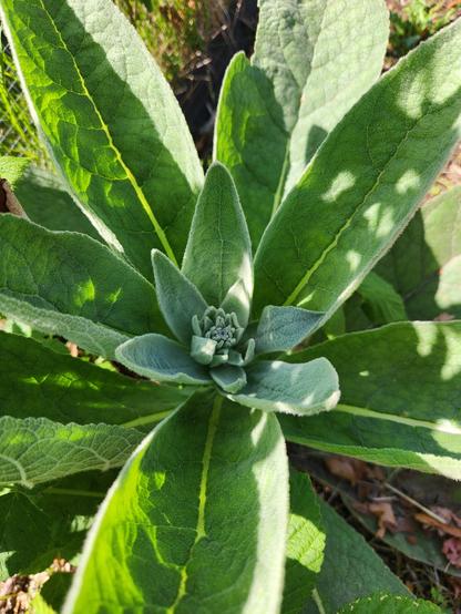 Looking down onto the green leaves of a Mullein plant where there are buds in the center. All the leaves are thick and textured, spreading out around the central growth stalk. Sunlight and shadows are mixed across the plant that is mostly in shadows.