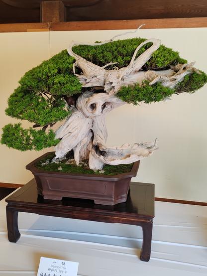Picture of a 300 year old bonsai tree. The tree appears to be mostly trunk, but is surrounded by small leaved growth, tended and trained over the years.