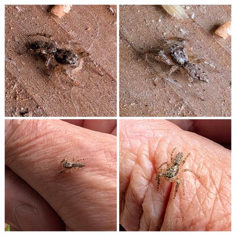 Collage aus vier quadratischen Fotos.
Eine winzige männliche Rindenspringspinne auf einem Brett und auf meinem Daumen.