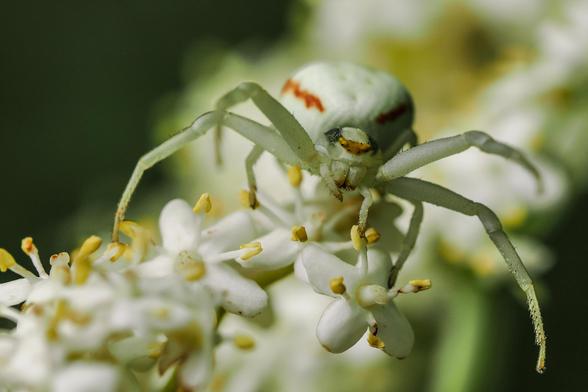 Das Bild zeigt eine Spinne, die auf einer weißen Blüte sitzt. Die Spinne ist hellgrün und weiß gefärbt, mit einigen braunen Markierungen. Sie ist in der Mitte des Bildes zu sehen und ihre Beine ragen in verschiedene Richtungen. Die Blüte ist zart und besteht aus vielen kleinen, weißen Blütenblättern. Der Hintergrund ist unscharf, aber man kann einen grünen Hintergrund erkennen. Das Bild ist sehr detailreich und die Textur der Spinne und der Blüte ist deutlich zu erkennen.