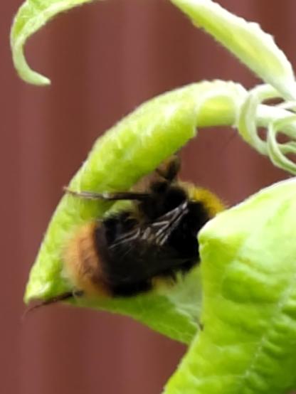 Eine weitere dunkle Erdhummel an einem gekräuselten Blatt