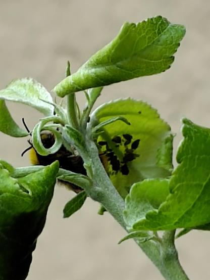 Auf der Innenseite eines gekräuselten Blatt mindestens ein Dutzend Blattläuse. Eine Erdhummel sammelt Honigtau