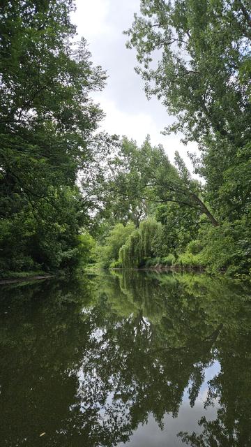 Mobile photo out of a canoe down a river. Both sides are completely overgrown by green trees and bushes, high enough to almost close above the water, only letting a bit of overcast sky beek through. The river curves ahead, so we also look against a wall of greenery. A bright green weeping willow grows in the center of the photo. The brownish water is calm and like a mirror, reflecting the trees in earthen colours.