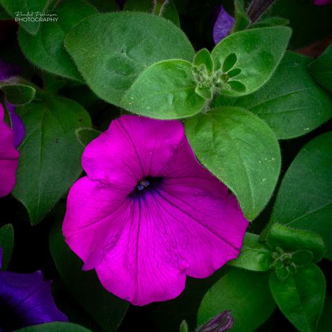 A closeup of a single bright, pink/purple petunia bloom surrounded by the flower's green foliage.