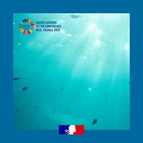 Les fonds sous-marins au large de Propriano (Corse) © Martin Bertrand / Hans Lucas via AFP