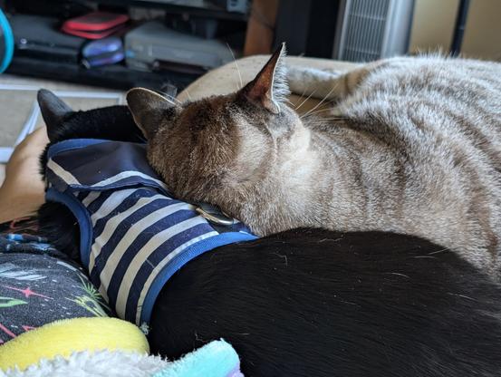 Picture of two cats laying down. One has his head resting on the other.