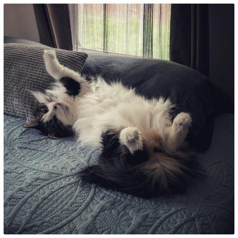 A long-haired green-eyed white tabby, lying sprawled on her back by some pillows on a bed. Her fluffy belly is exposed, and her feet are sticking up, making her look both adorable and ridiculous.