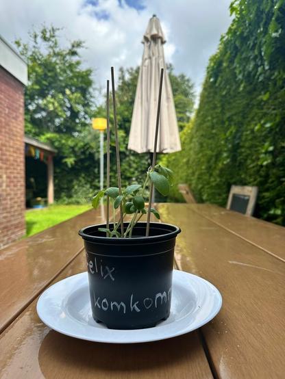 Skewer sticks (aka souvlaki sticks) for support of a cucumber sprouting plant