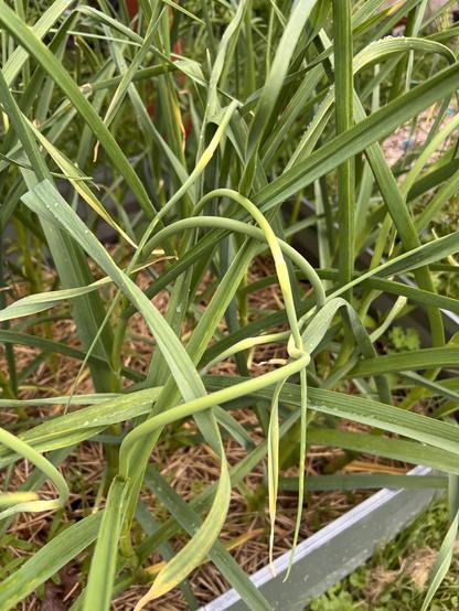 Photo showing a bed of garlic. In the foreground a few “scapes” have formed - thin stems with a flower bulge under the stem.