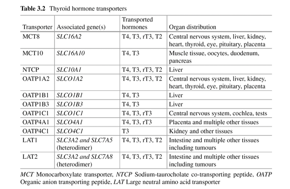 Table from the book "Hypothyroidism – a Paradigm Shift" by Hoermann and Dietrich: Eleven types of transporters with different hormone- and tissue-specificity carry thyroid hormones through cell membranes.