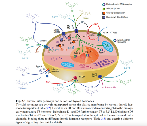 Figure from the book "Hypothyroidism – a Paradigm Shift" by Hoermann and Dietrich, showing an opened cell with the interaction of different thyroid hormones, transporters, deiodinases and signaling types.