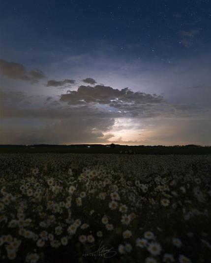Ein Kamillenfeld in tiefer Nacht. Entfernte Blitze in einem Wolkenturm und eine Mondsichel unsichtbar hinter der Kamera beleuchten die Szene leicht.