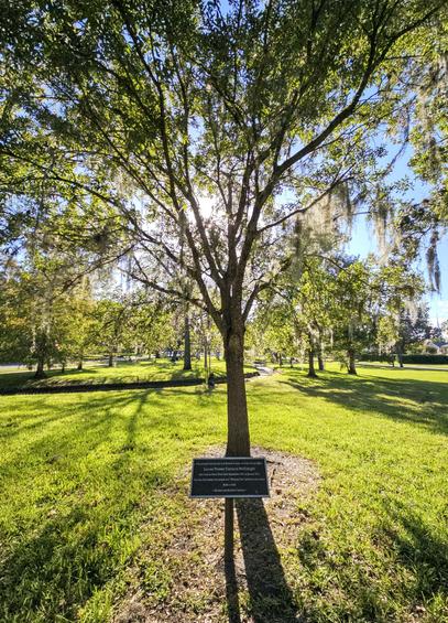 View into a city park with a young oak tree where a metal plaque appears in front.