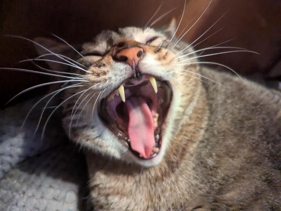 Waffles the three-legged, chonky, tabby cat, yawning wide.