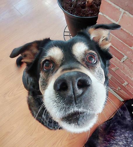 Black and tan Rottweiler mix
Puppy girl looking up into the camera with her nose in the boop position.