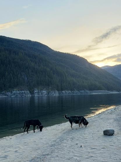 Kodah out walking on the beach with her friend Onyx, the sun has set and is reflecting  on the water behind them.
