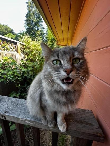 Ramona the grey tabbycat is on a wooden ledge outside her front door, facing the camera and saying something to the photographer