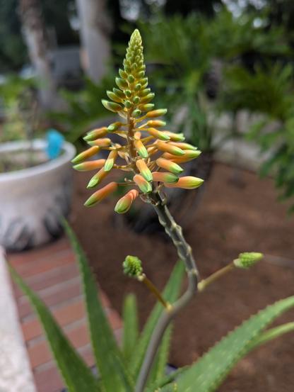 Updated photo of my aloe vera plant blooming!