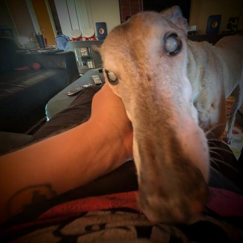 POV: you are giving ear scritches to a senior greyhound whose face is practically touching your face. athe perspective makes his snout look about three feet long.