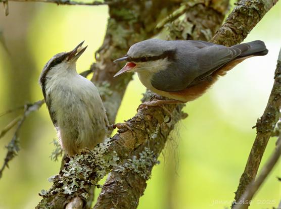 On the left, a Nuthatch with a nut crumb in its beak, probably feeding the other Nuthatch, a fledling with its beak wide open.