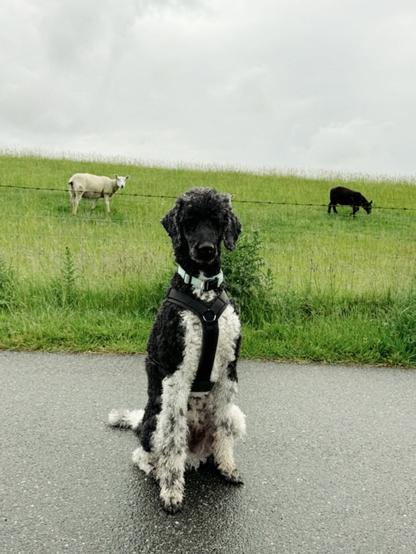 Grosspudel sitzt vor einem grünen Deich. Auf dem Deich grasen ein weißes und ein schwarzes Schaf.