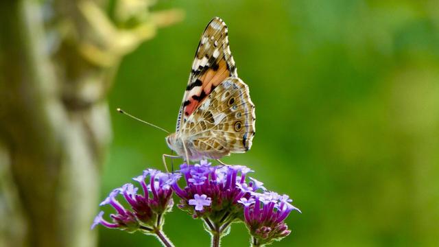 Ein Schmetterling (Distelfalter)
sitzt auf auf einer Blume
Der Hintergrund ist grün weich gezeichnet
A butterfly
is sitting on a flower
The background is softly coloured green