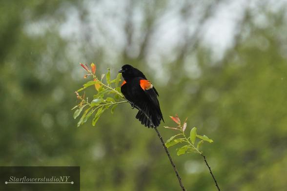 A male red winged blackbird with bright red markings against a dark black body, raises his wings and sings.