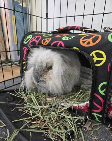 A fuzzy gray rabbit sitting in a carrier with a grumpy expression