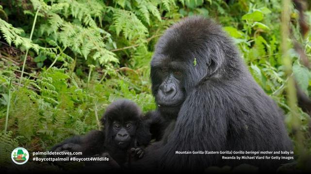 Eastern Gorilla Gorilla beringei