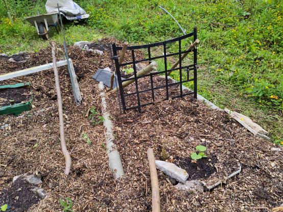 A pumpkin plant growing amidst lots of wood chip. The plant is only small, to the bottom left of the picture. Roughly in the middle there is a black metal gate, Criss cross pattern. To the left is an old PVC window frame being used as a support, with an even smaller pumpkin/squash plant growing in a green cardboard box amidst the woodchips. To the top left of the picture is a battered wheelbarrow. There are lots of buttercups growing to the top right.